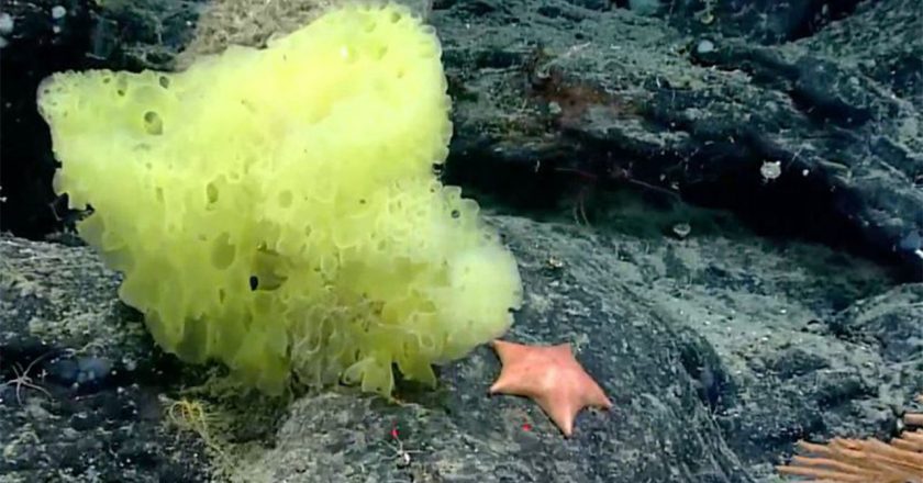 Scientists find a real life Patrick and Spongebob in ocean expedition – Fox News
