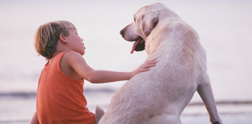 Severe Hepatitis Spike in Children Linked to Dogs, But Here Are The Facts – ScienceAlert