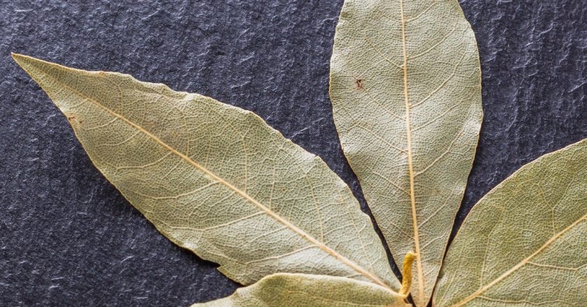 Everything You Need To Know About Bay Leaves