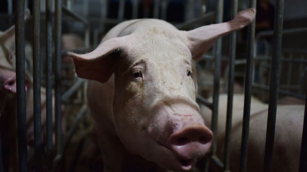 China researchers discover new swine flu with pandemic potential – KSL.com