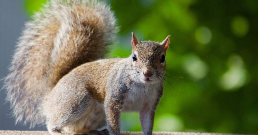 Squirrel tests positive for plague in Colorado – New York Post