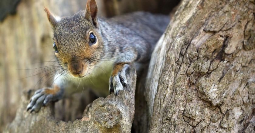 Squirrel tests positive for the bubonic plague in Colorado – ABC News