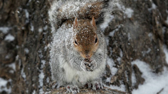 Squirrel tests positive for bubonic plague in Colorado | TheHill – The Hill