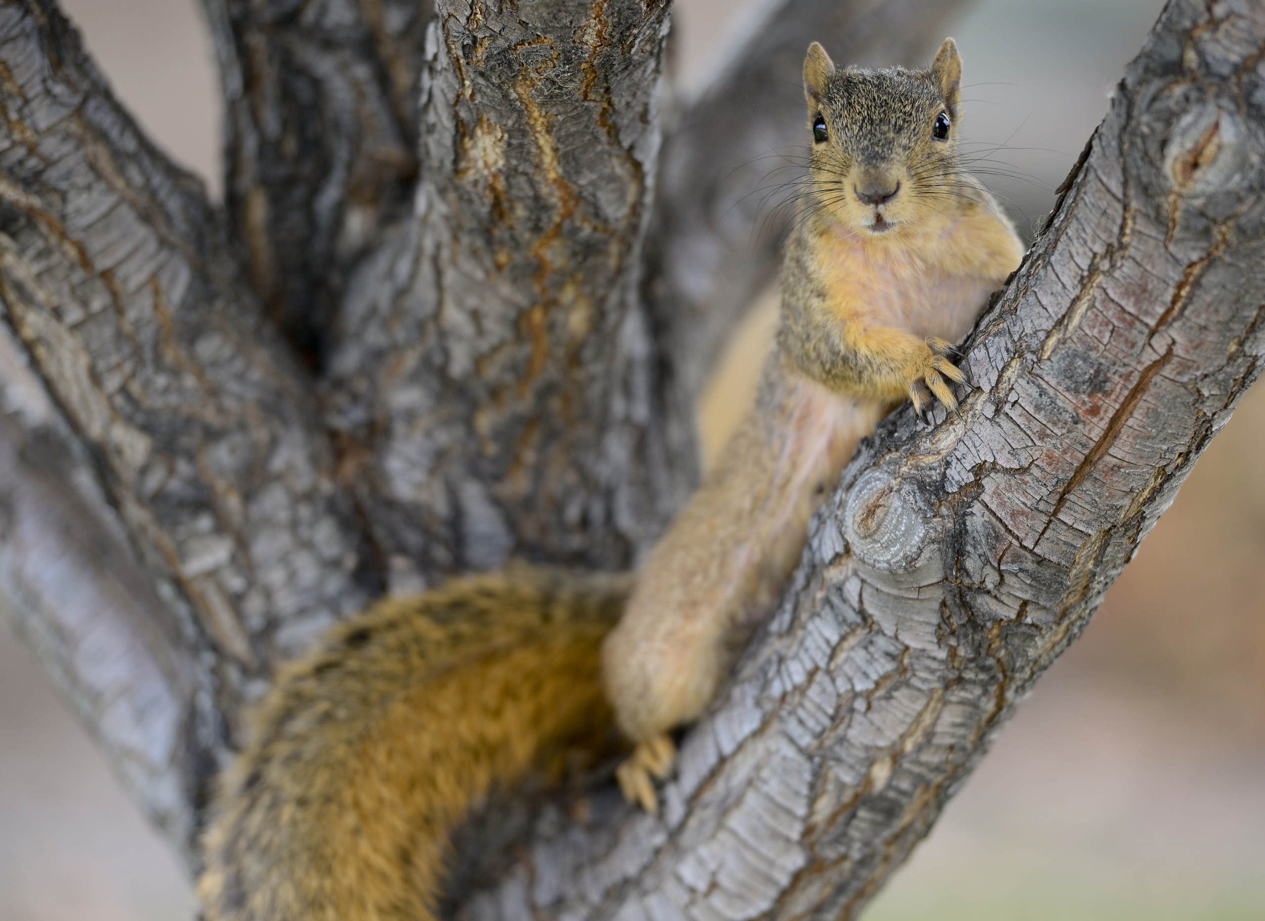 A squirrel has tested positive for the bubonic plague in Colorado – CNBC