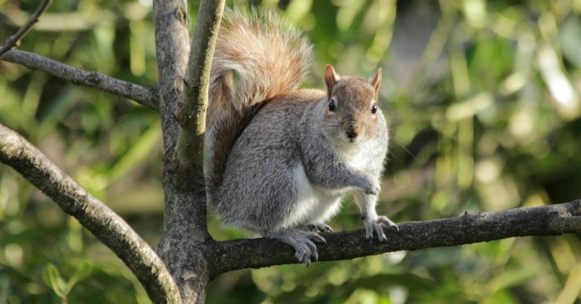 Squirrel in Colorado tests positive for the bubonic plague – CBS News