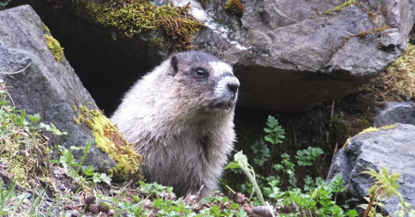 Mongolian teen dies of bubonic plague caught from infected marmot – CBS News