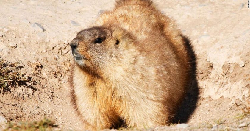 Teenage boy dies from bubonic plague after eating marmot – CNN