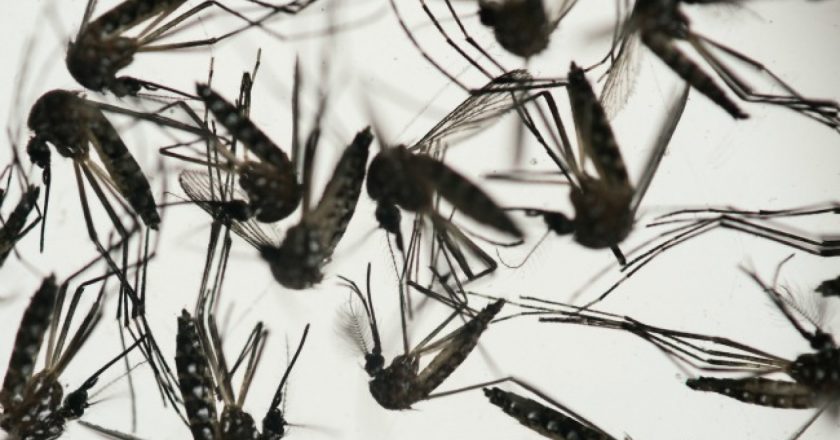 Mosquito-borne virus turns up in Ottawa County resident – WOODTV.com