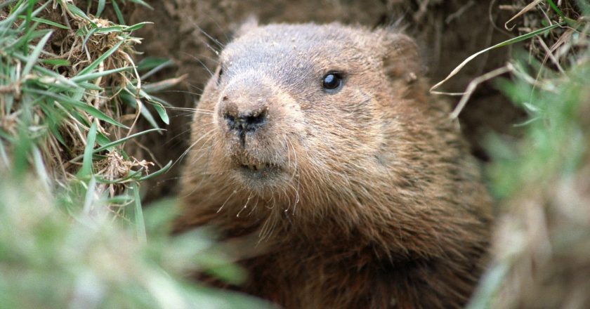 Mongolian teen dies of bubonic plague after eating infected marmot – Fox News