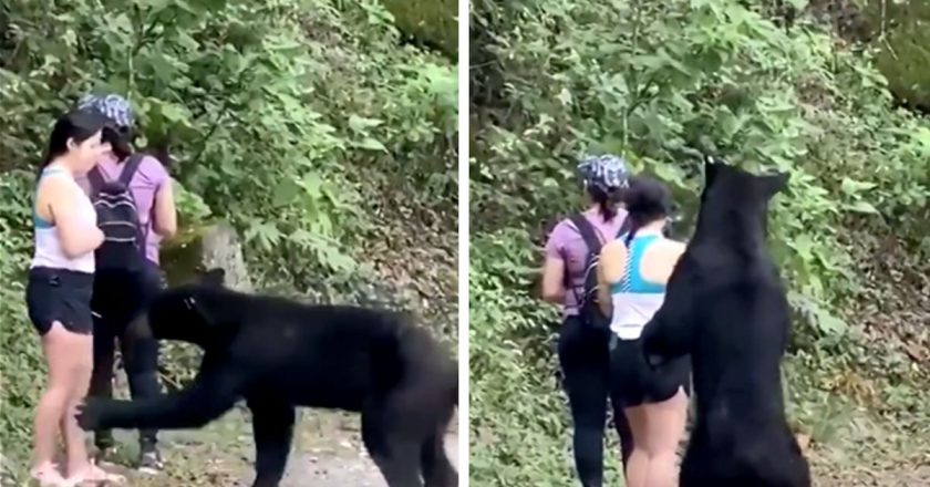 Bear Has Insanely Close Encounter with Women, Caught On Video – TMZ