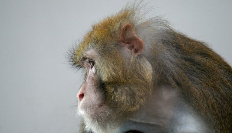 Monkeys infected with novel coronavirus developed short-term immunity – Yahoo News