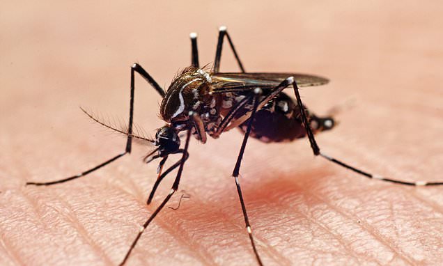 Florida Keys sees its first outbreak of Dengue Fever in 10 years with 16 people infected – Daily Mail