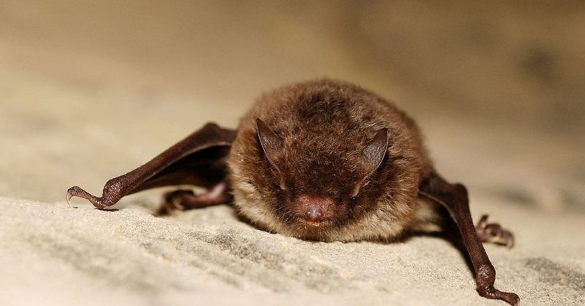 Rabid bat found on sidewalk in Ballard picked up by woman with bare hands, officials say – KOMO News