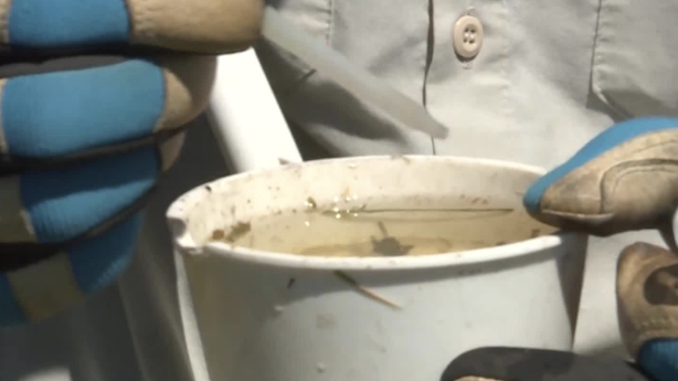 COVID-19 takes a bite out of West Nile Virus testing – KSL.com