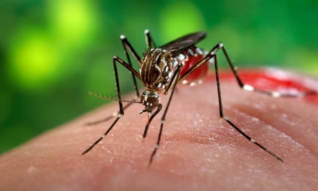 Singapore faces its worst-ever outbreak of dengue fever – Daily Mail