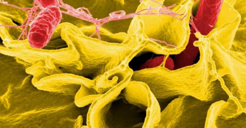 Salmonella outbreak cases rise in Michigan. Heres what to know – Detroit Free Press