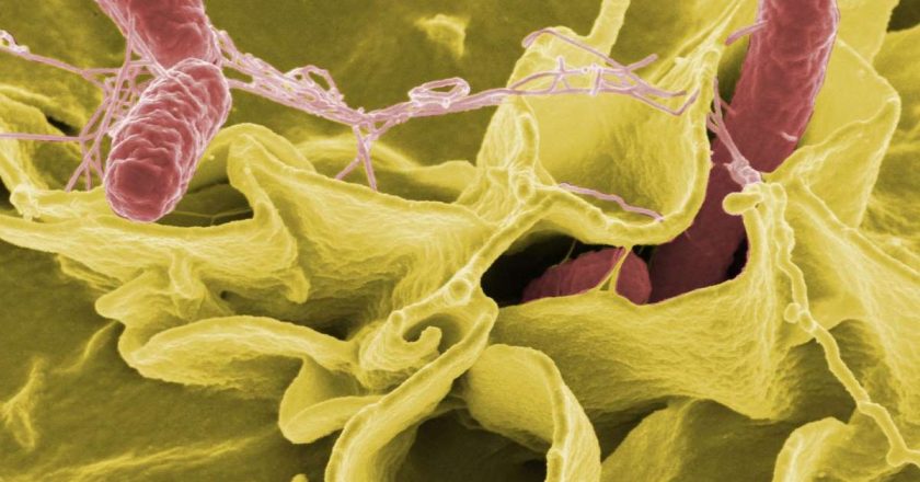 CDC: Rapidly growing Salmonella outbreak has hit nearly 2 dozen states, source unknown – MSN Money