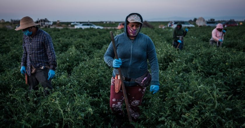 COVID-19 rages in county that dismissed farmworker risk – Los Angeles Times