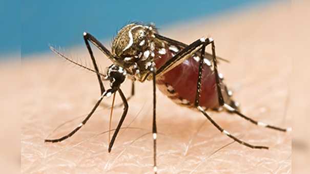 Palm Beach County officials issue advisory of mosquito-borne illness – WPBF West Palm Beach