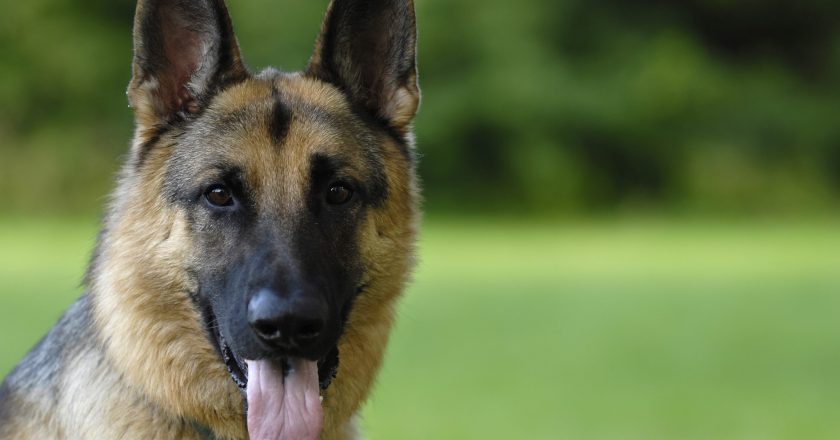 Coronavirus-infected German shepherd, first dog to test positive for COVID-19 in US, dies – Fox News