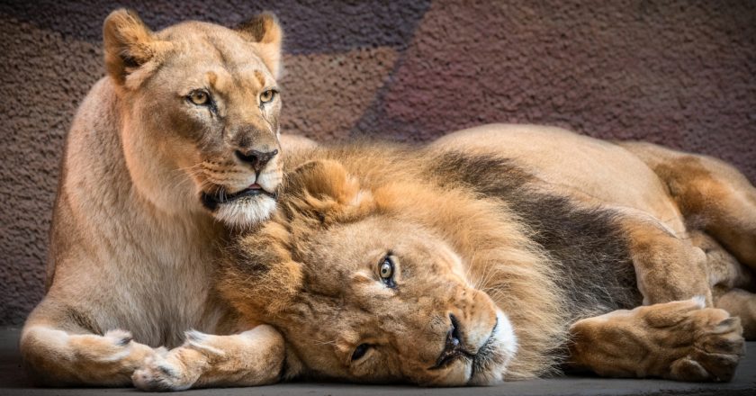 L.A. Zoo mourns loss of beloved pair of African lions who were loyal companions – KTLA