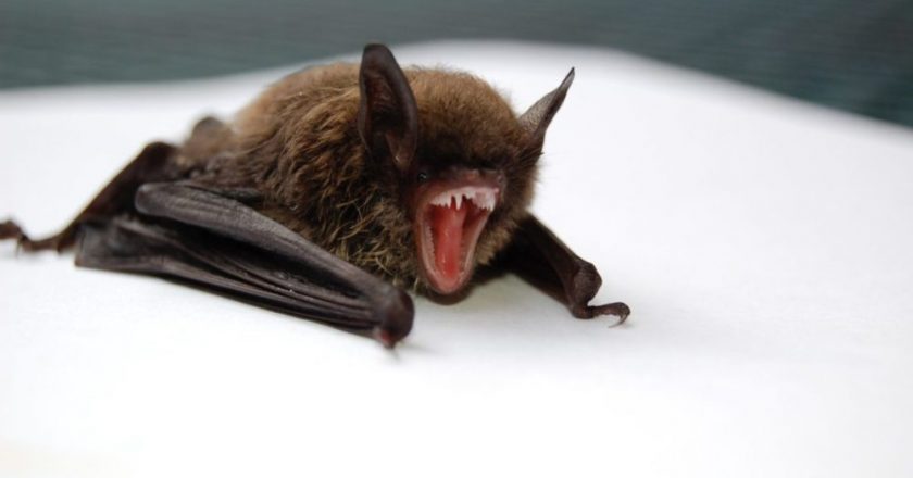 Rabid bats confirmed in San Bernardino County including Apple Valley – VVNG.com