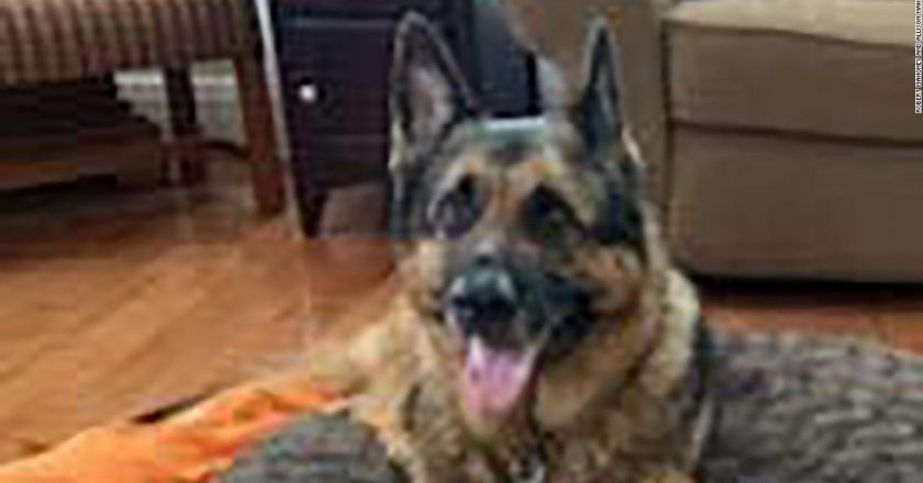 First dog to test positive for Covid-19 in the US, Buddy the German shepherd, has died – MSN Money