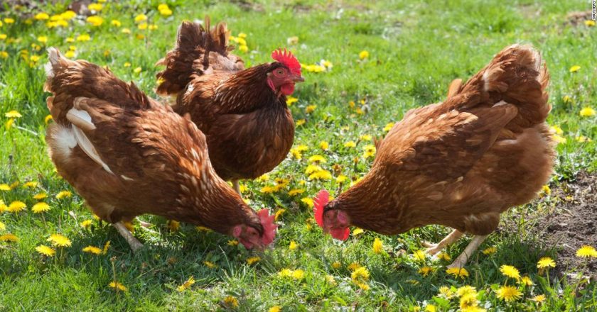 Theres a salmonella outbreak in 48 states linked to backyard poultry, and more people are infected than in years past – CNN