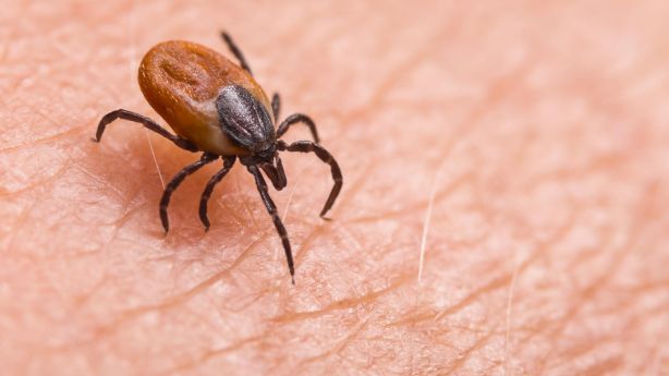 Why tick season could be worse in the summer of COVID-19 – KSL.com