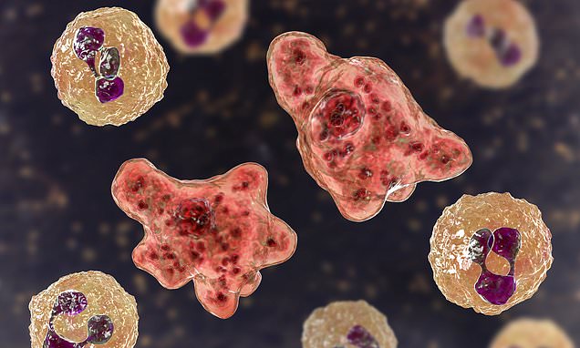 Florida resident is infected with a rare and usually deadly brain-eating amoeba – Daily Mail