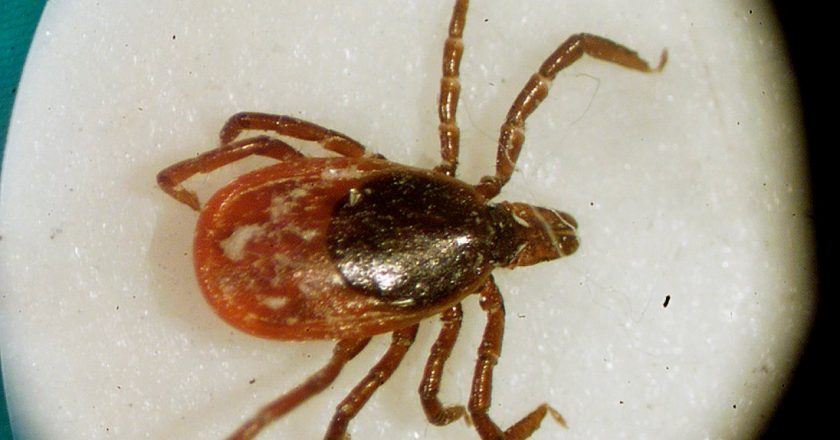 Experts fear bad tick season amid coronavirus pandemic – WJW FOX 8 News Cleveland