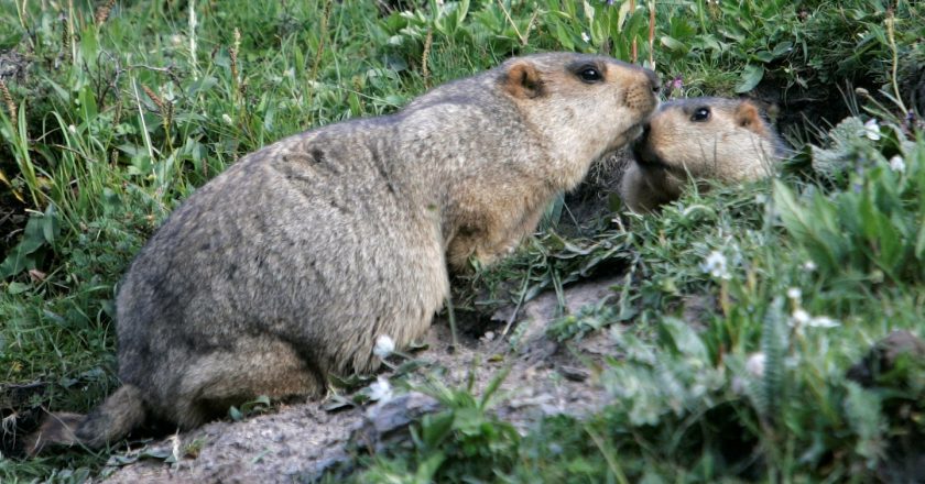 Bubonic plague triggers health alert in China after herder is infected – The Washington Post