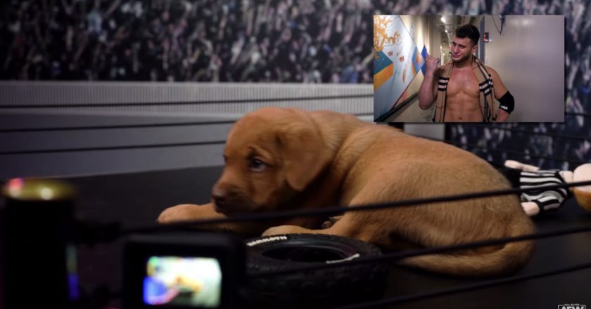 AEW Puppy Battle Royal winner MJF is 10000x cuter than actual MJF – Cageside Seats