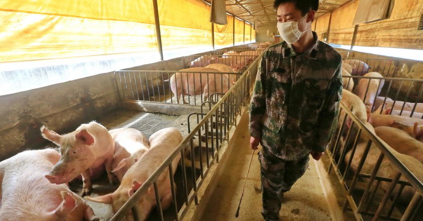 New swine flu in China could morph to cause human pandemic, study warns – CBS News