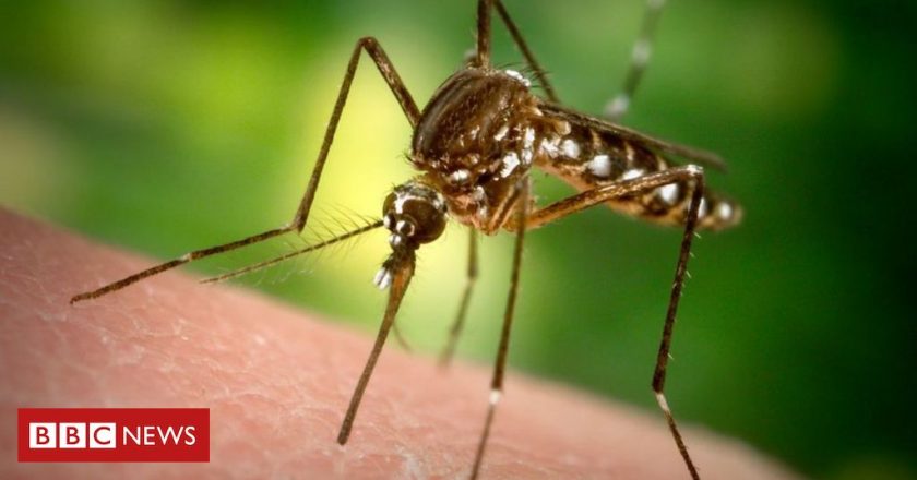 Florida mosquitoes: 750 million genetically modified insects to be released – BBC News