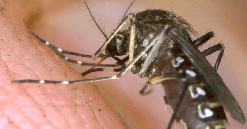 Florida government to release 750 million genetically engineered mosquitoes in unique experiment – TheBlaze