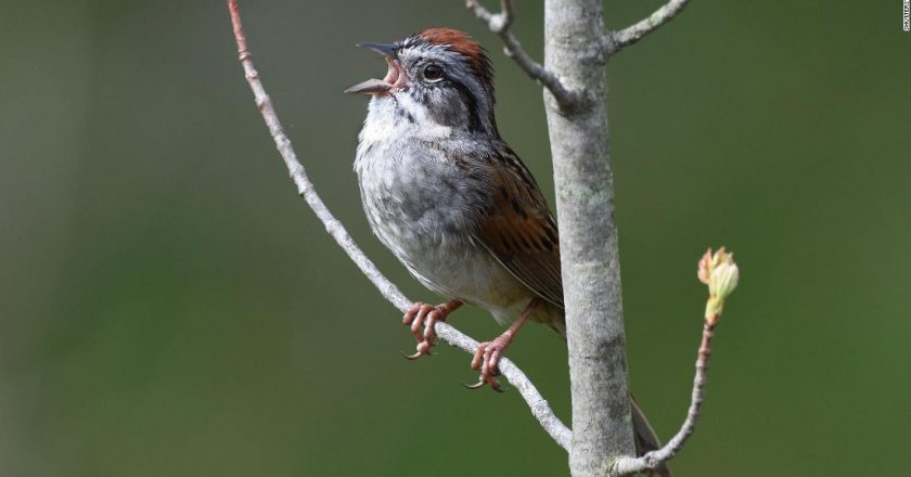 Songbirds sing so loudly at dawn because theyre warming up, study finds – CNN