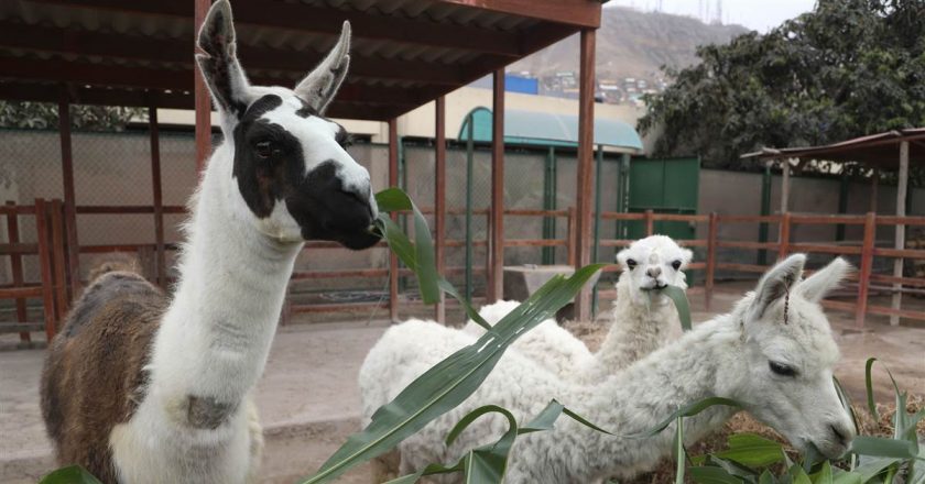 In tiny llama antibodies, researchers see hope for a coronavirus treatment – NBC News