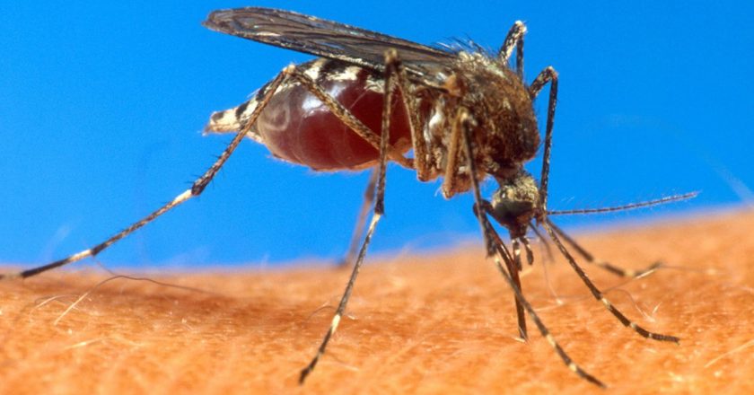 2 N.J. residents infected with West Nile Virus – NJ.com