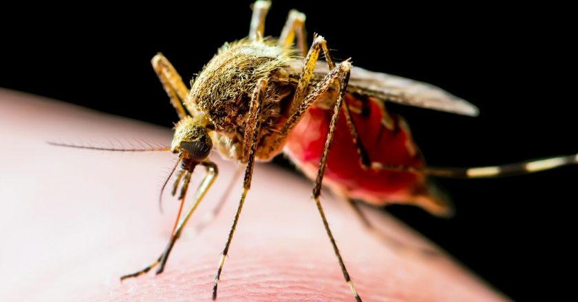 Coronavirus or West Nile? CDC reports 17 cases of mosquito disease that present symptoms similarly to COVID-19 – Fox News