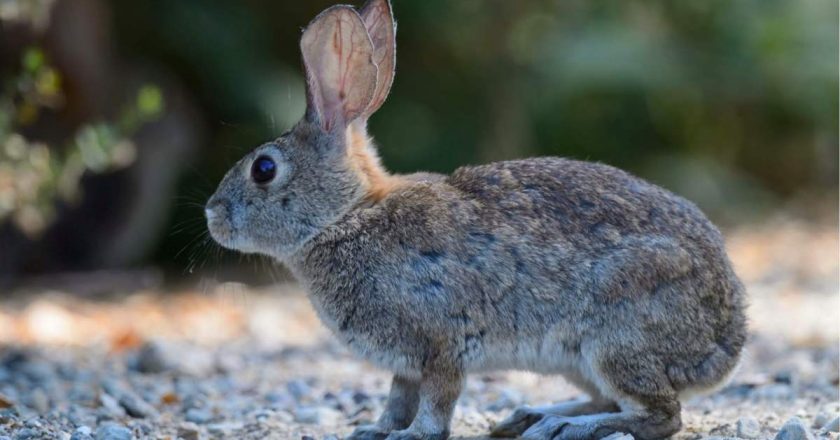 Deadly Rabbit Virus Spreads to Los Angeles County – NBC Southern California