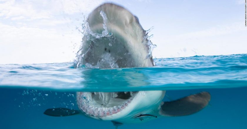 Everything you need to know about Shark Week 2020 – CNN