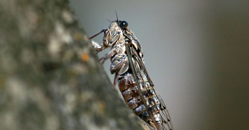 Zombie Cicadas Have Been Spotted in the United States and Were Officially Creeped Out – Yahoo Lifestyle