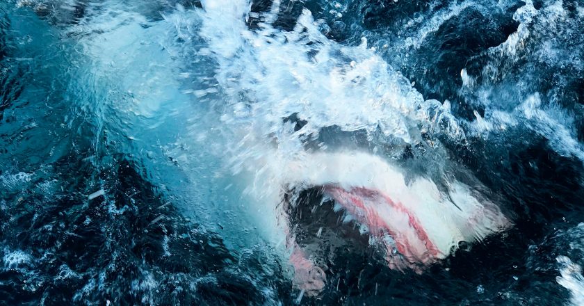 Record-breaking shark breach captured on camera – Fox News