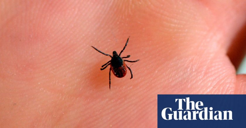 Disease-bearing ticks thrive as climate change heats up US – The Guardian