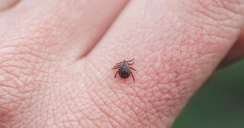 New tick and mosquito repellent will help protect humans and pets, CDC says – Fox News