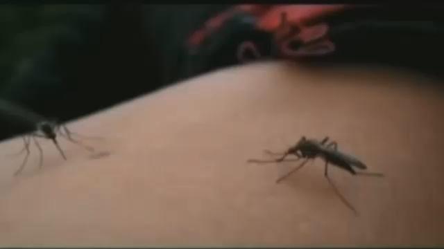 Mosquitoes infected with West Nile virus discovered in 2 Louisville ZIP Codes – WDRB