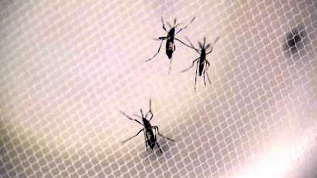 West Nile-infected mosquitoes found in 2 Louisville ZIP codes – WLKY Louisville