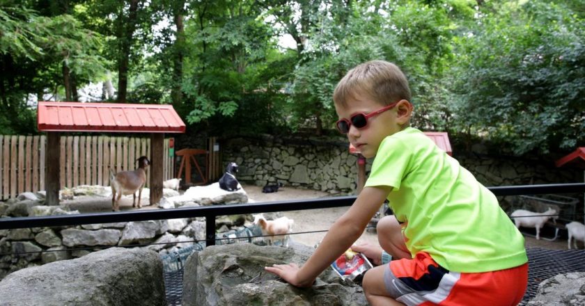 After 50 years, Childrens Zoo at St. Louis Zoo will close for good this fall – STLtoday.com