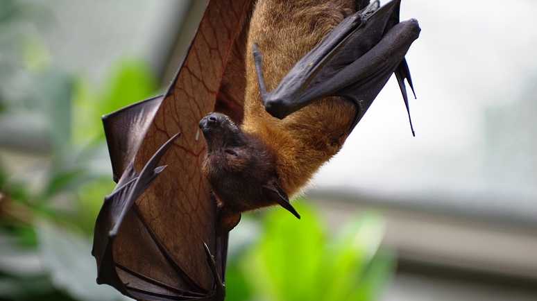 Rabies-infected bats identified in Lincoln County, health officials say – KOCO Oklahoma City